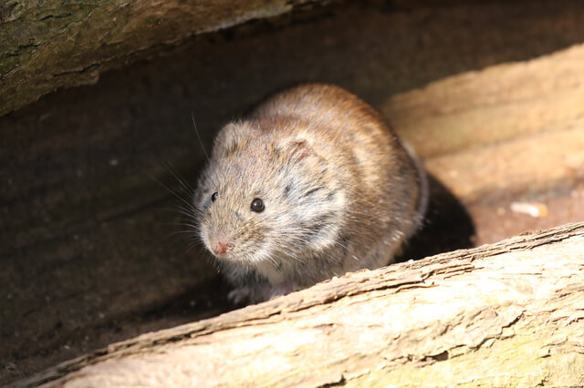 ネズミなどの害獣問題